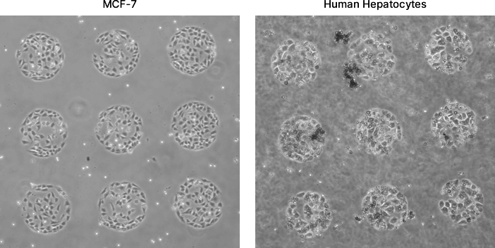 Examples of cell attachment within a single condition (9 replicate spots where each spot has diameter of 400 µm) on an ECM Select® Array Kit Ultra-36