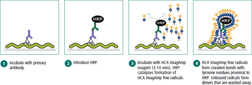 HCA ImagAmp Reagent Kits 操作流程簡單快速