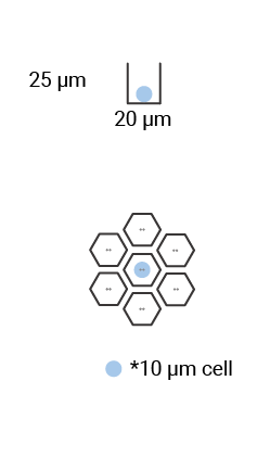 20 x 25µm