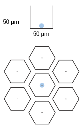 50 x 50µm