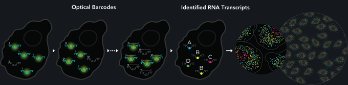 MERFISH is a massively multiplexed single-molecule imaging technology for spatially resolved transcriptomics capable of simultaneously measuring the copy number and spatial distribution of hundreds to tens of thousands of RNA species in individual cells.