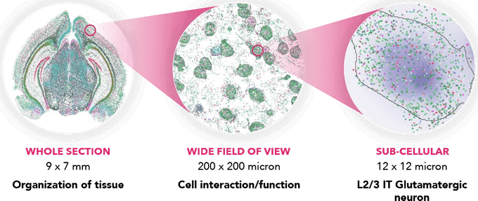 Profile Large Tissue with Sub-cellular Resolution. Through combinatorial labeling, sequential imaging, and error-robust barcoding, MERFISH technology provides MERSCOPE with the highest detection efficiency and resolution available for spatially profiling the transcriptome, from whole tissue section to single-cell and finally sub-cellular spatial imaging across the whole tissue.