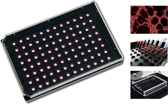 µ-Plate Angiogenesis 96 Well - ibidi 台灣獨家代理伯森生技