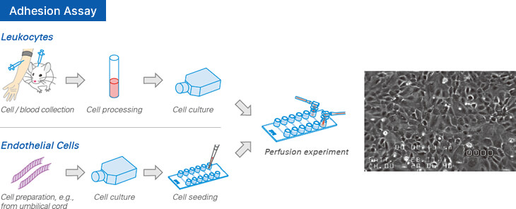 Adhesion Assay