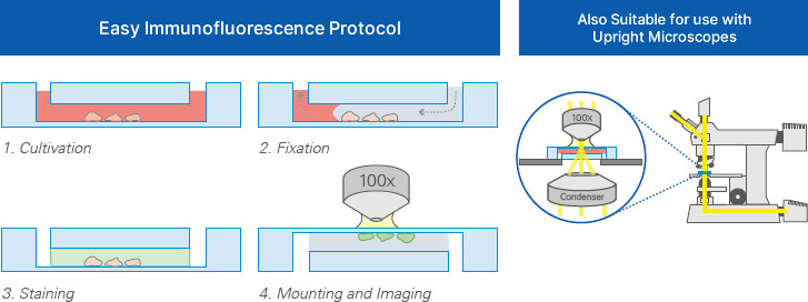 Easy Immunofluorescence Protocol | Also Suitable for use with Upright Microscopes