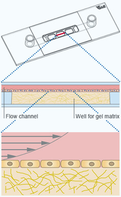 Geometry of µ-Slide I Luer 3D