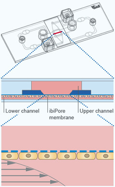 Geometry of µ-Slide ibiPore SiN