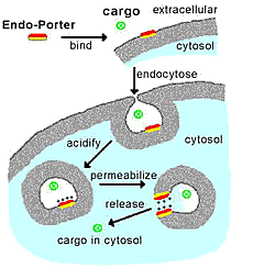 Endo-Porter