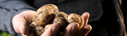 從《Nature Genetics》論文看 HiFi 定序技術如何參與馬鈴薯育種計畫 - PacBio 台灣代理伯森生技