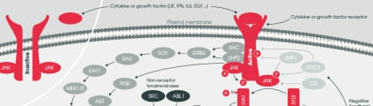 JAK2, STAT3 Western Blot 實戰技巧