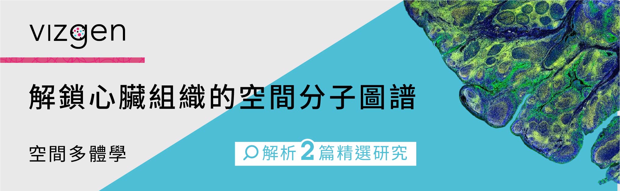 解鎖心臟組織的空間分子圖譜 | Vizgen 空間多體學