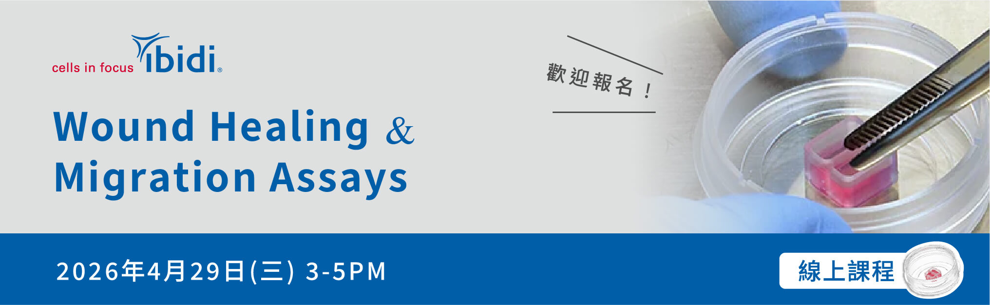 敬邀參加 ibidi 線上課程 | Wound Healing and Migration Assays