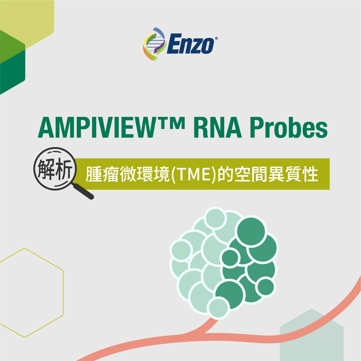 【TME 專題】AMPIVIEW RNA Probes：解析腫瘤微環境(TME)的空間異質性 | Enzo