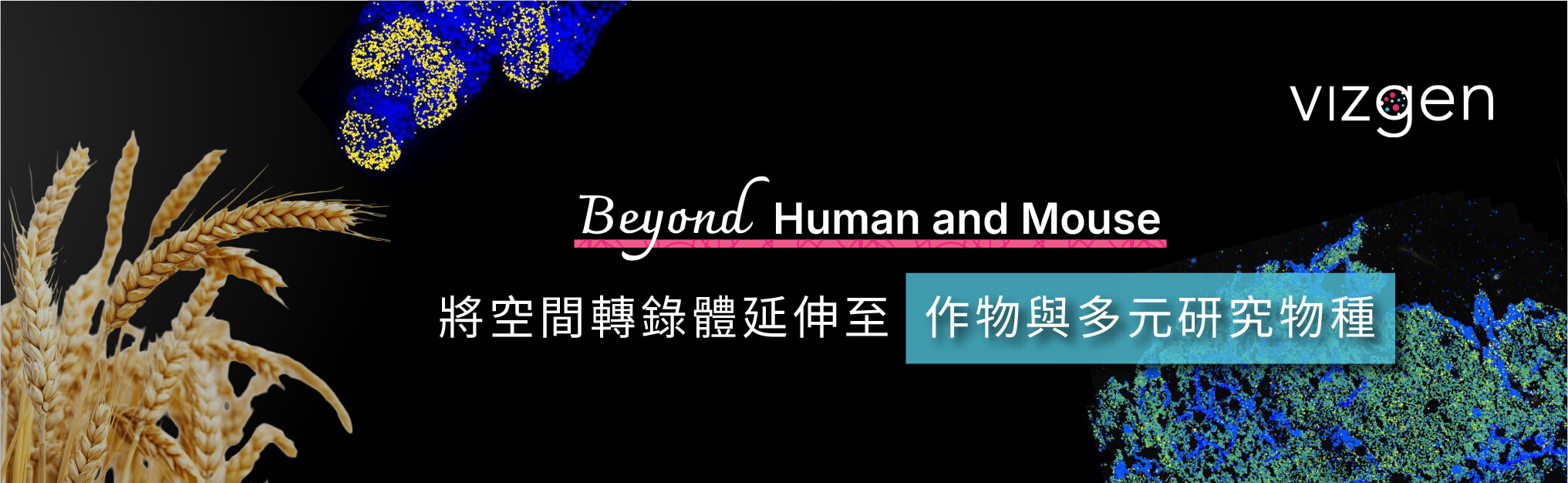 Beyond Human and Mouse：將空間轉錄體延伸至作物與多元研究物種 | Vizgen