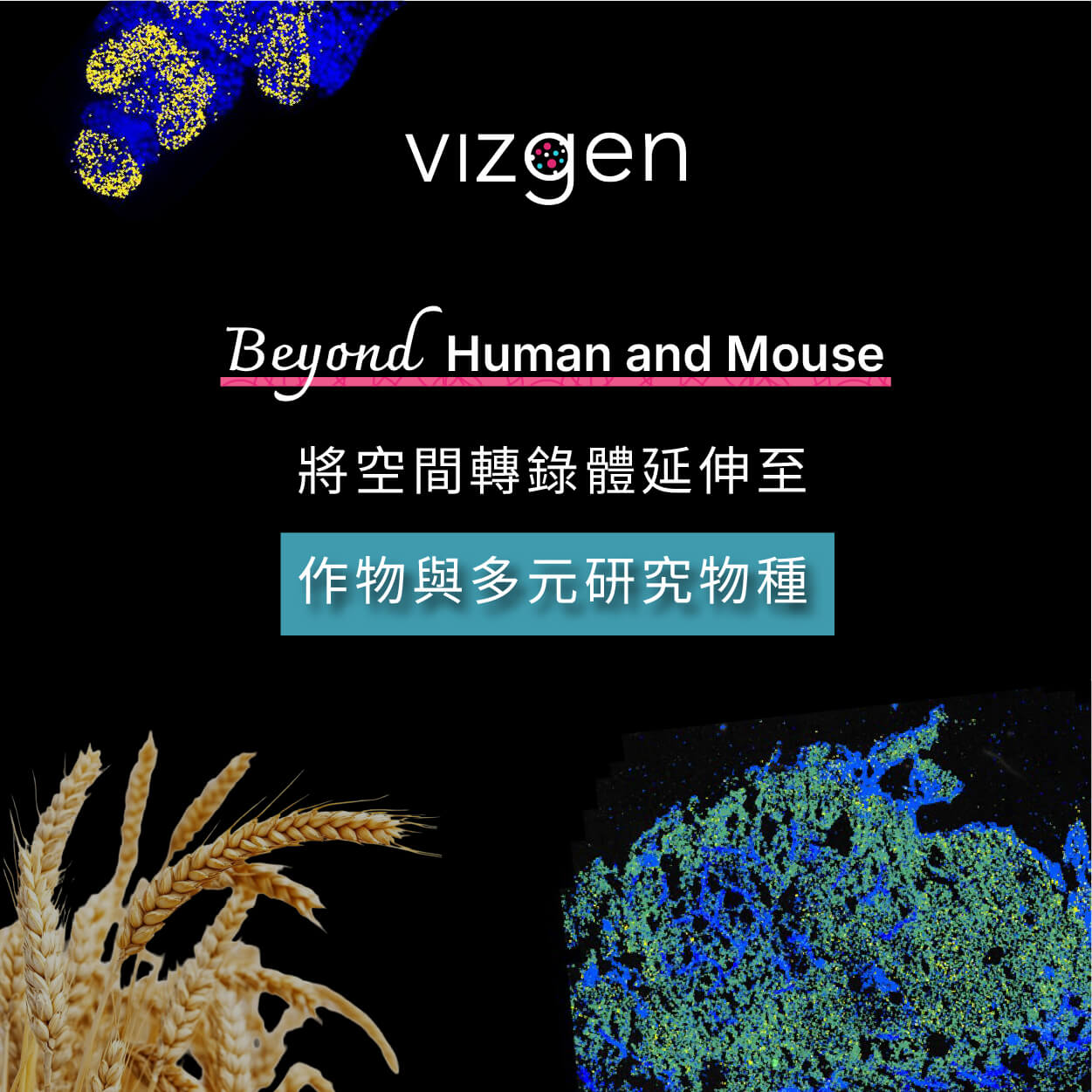 Beyond Human and Mouse：將空間轉錄體延伸至作物與多元研究物種 | Vizgen