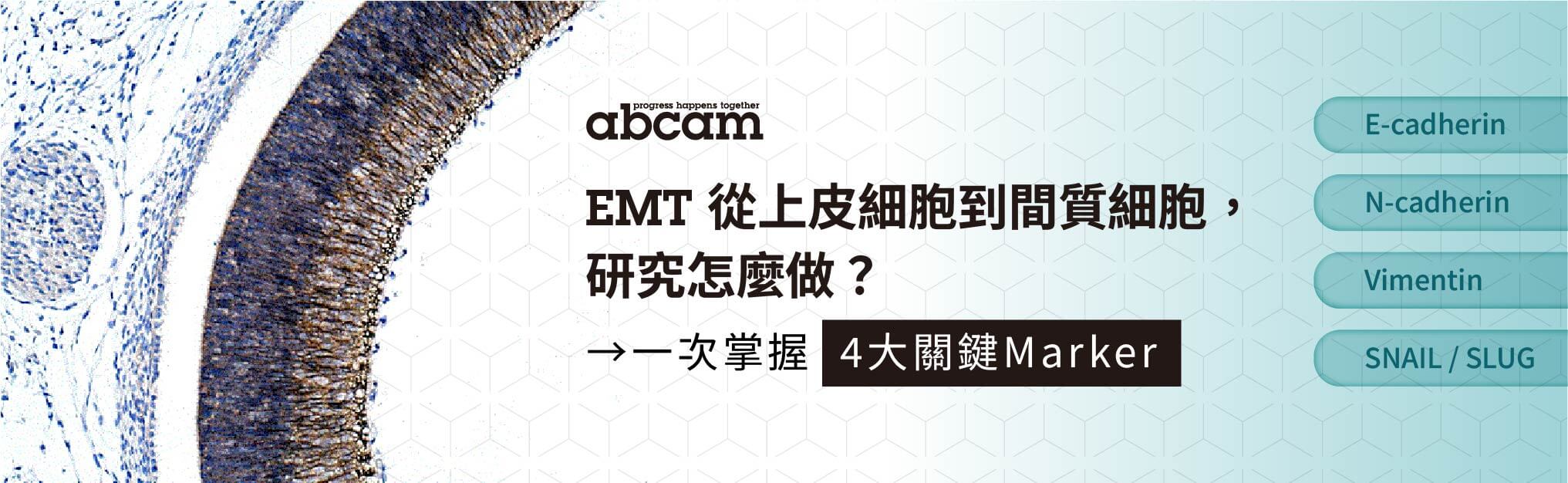 EMT 從上皮細胞到間質細胞，研究怎麼做？4大關鍵 Marker 一次掌握｜Abcam